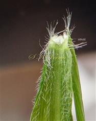  Leaf-Upper surface and Ligule